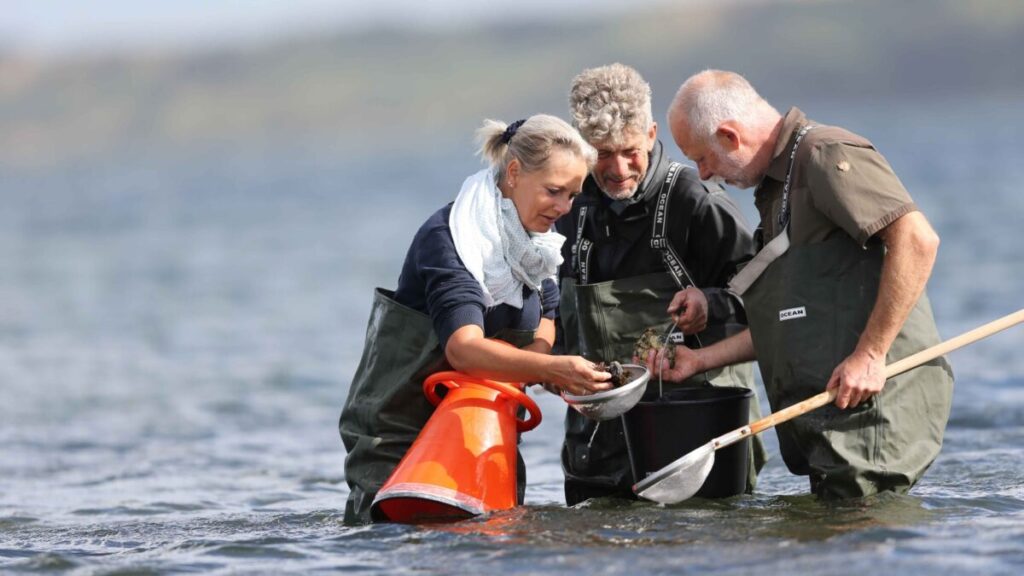 Østerssafari i Limfjorden