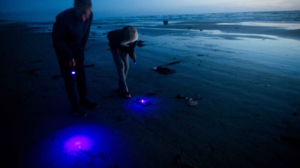 Amber Safari in the Dark - Hvide Sande