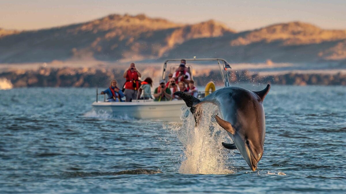 Dolphin safari