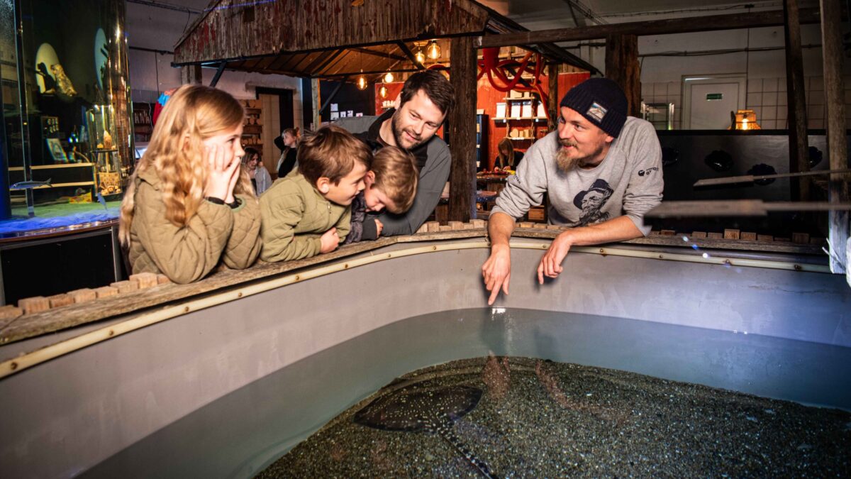 Fish, facts and feeding time - Hvide Sande
