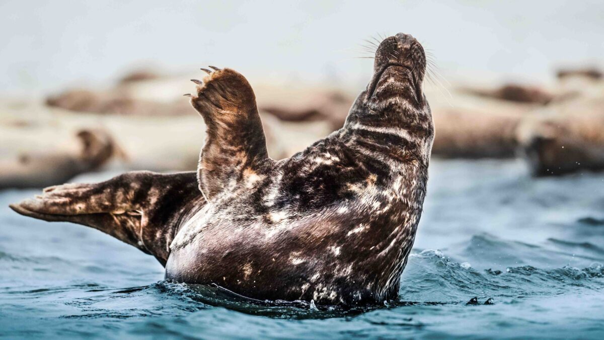 Seal safari from Agger