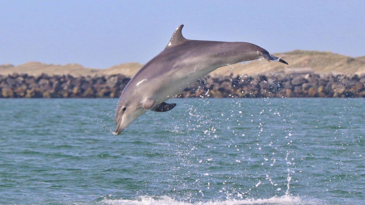 Dolphin safari from Agger